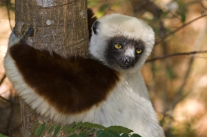 Images Dated 1st September 2008: Coquerels Sifaka (Propithecus coquereli), Ankarafantsika National Park