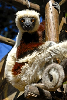 Images Dated 27th August 2007: Coquerels sifaka (Propithecus coquereli), Antanarivo, Madagascar, Africa