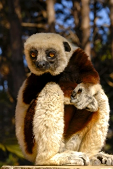 Images Dated 27th August 2007: Coquerels sifaka (Propithecus coquereli), Antanarivo, Madagascar, Africa