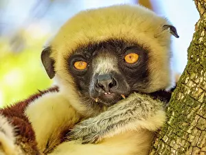 Mammals Prints: Coquerels sifaka relaxes on a branch in the forest of Madagascar during daylight hours