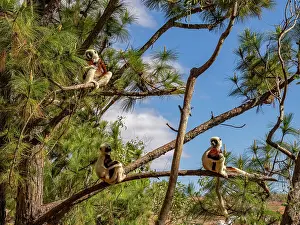 Mammals Prints: Three Coquerels sifaka rest in tree branches in Lemur Park in Madagascar during a sunny day