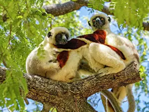 Endangered Prints: Coquerels sifaka resting on a tree branch in the Anjajavy Private Reserve in Madagascar