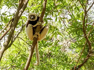 Botanical Prints: Coquerels sifaka resting on a tree branch in Lemur Park in Madagascar during daytime exploration