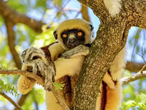 Indigenous Prints: Coquerels sifaka rests on a branch in Madagascar's forest during daylight hours while observing its surroundings