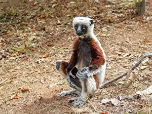 Rare Prints: Coquerels sifaka sits on the ground in Lemur Park in Madagascar observing the surroundings during daylight hours