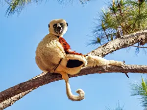 Portrait Prints: Coquerels sifaka sits on a tree branch in Lemur Park in Madagascar observing its surroundings
