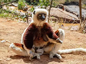 Endangered Prints: Coquerels sifaka sitting on the ground in Lemur Park in Antanavarino