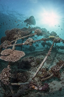 Images Dated 28th May 2008: Coral encrusted biosphere in the marine reserve at Gangga Island, Sulawesi, Indonesia