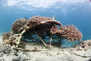 Images Dated 28th May 2008: Coral encrusted biosphere in the marine reserve at Gangga Island, Sulawesi, Indonesia