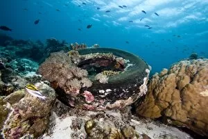 Images Dated 31st December 2011: Coral encrusted tyre at Nalusuan Marine Sanctuary, Cebu, Philippines, Southeast Asia, Asia