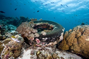 Wildlife Reserve Prints: Coral encrusted tyre at Nalusuan Marine Sanctuary, Cebu, Philippines, Southeast Asia, Asia