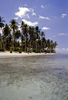 Images Dated 16th July 2009: Coral exposed during low tide at Andrott Island, Lakshadweep Islands, India, Indian Ocean, Asia