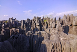 Images Dated 17th August 2007: Coral formations, Tsingy de Bemahara, UNESCO World Heritage Site, Madagascar, Africa