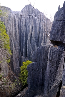 Images Dated 17th August 2007: Coral formations of Tsingy de Bemahara, UNESCO World Heritage Site, Madagascar, Africa