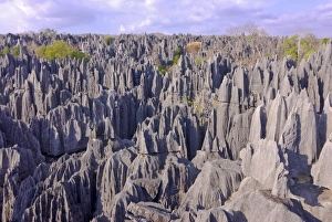 Images Dated 17th August 2007: Coral formations, Tsingy de Bemahara, UNESCO World Heritage Site, Madagascar, Africa