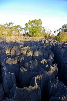 Images Dated 16th August 2007: Coral formations, Tsingy de Bemahara, UNESCO World Heritage Site, Madagascar, Africa