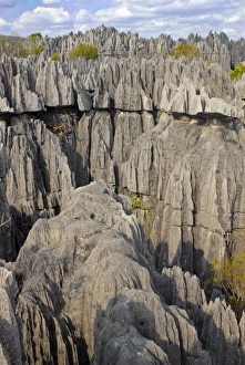 Images Dated 17th August 2007: Coral formations, Tsingy de Bemaraha, UNESCO World Heritage Site, Madagascar, Africa