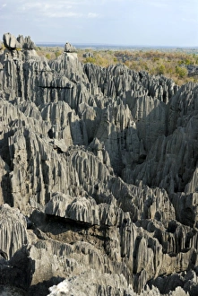 Images Dated 17th August 2007: Coral formations, Tsingy de Bemaraha, UNESCO World Heritage Site, Madagascar, Africa