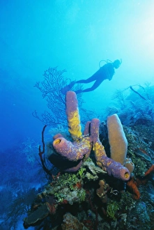 Cozumel Prints: Coral formations and underwater diver