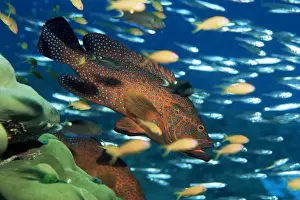 Fishes Prints: Coral grouper hangs motionless as it awaits small fish prey