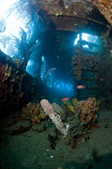 Images Dated 6th March 2008: Coral growth inside the wreck of the Lesleen M freighter, sunk as an artificial reef in 1985 in
