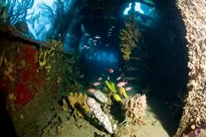 Coral growth inside the wreck of the Lesleen M freighter, sunk as an artificial reef in 1985 in Anse Cochon Bay, St