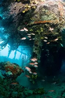 Images Dated 6th March 2008: Coral growth inside the wreck of the Lesleen M freighter, sunk as an artificial reef in 1985 in Anse Cochon Bay