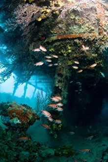 Images Dated 6th March 2008: Coral growth inside the wreck of the Lesleen M freighter, sunk as an artificial reef in 1985 in