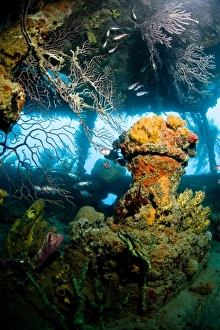 Images Dated 6th March 2008: Coral growth inside the wreck of the Lesleen M freighter, sunk as an artificial reef in 1985 in