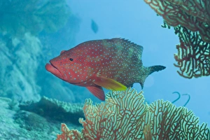 Fishes Prints: Coral Hind (cephalopholis), Southern Thailand, Andaman Sea, Indian Ocean, Asia