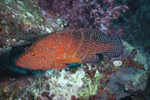 Fishes Prints: Coral hind, (cephalopholis), SouthernThailand, Andaman Sea, Indian Ocean, Asia