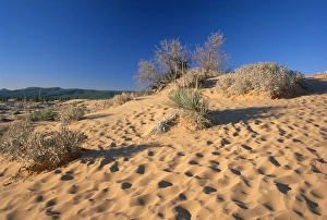 Coral Pink Sand Dunes State Park, Utah, United States of America (U