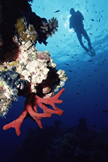 Swimming Prints: Coral reef and diver, off Sharm el Sheikh, Sinai, Red Sea, Egypt, North Africa, Africa