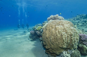 Red Sea Prints: Coral reef and three scuba divers
