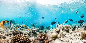 Natures Prints: Coral reef and sea life banner, The Maldives, Indian Ocean