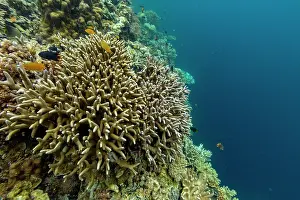 Schools Prints: Coral reefs with diverse fish swimming in the waters of Misool