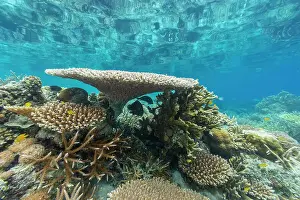 Bangka Island Prints: Corals in the crystal clear water in the shallow reefs off Bangka Island