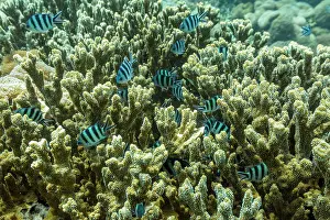 Health Prints: Corals and tropical fish swimming in the waters of Misool, Raja Ampat in Papua, Indonesia