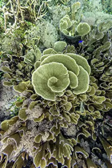 Health Prints: Corals and tropical fish thrive in the waters near Misool in Raja Ampat