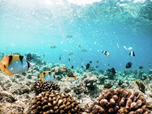 Corals Prints: Corals and tropical fish, underwater sea life, The Maldives, Indian Ocean
