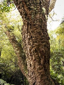 Bark Prints: Cork oak tree (Quercus suber), Botanic Gardens