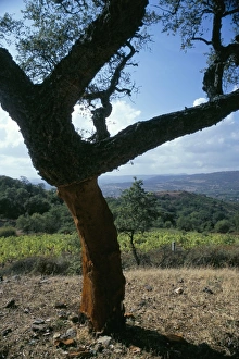 Cork Oak Prints: Cork oak trees