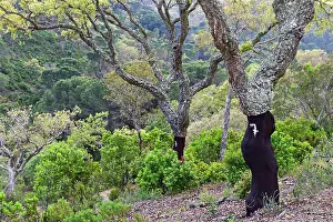 Alentejo Prints: Cork oak trees in a plantation showing the bark stripping process in Alentejo region of Portugal