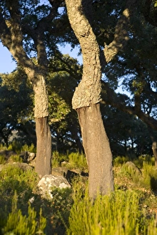 Cork oaks near Jimena de la Frontera, Malaga province, Andalucia, Spain, Europe Cork oaks near Jimena de la Frontera, Malaga province, Andalucia, Spain, Europe