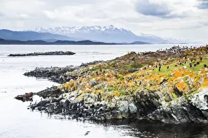 Cormorant Prints: Cormorant colony on an island at Ushuaia in the Beagle Channel (Beagle Strait)