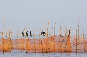 Cormorant Prints: Cormorants and fishing nets, Tonle Sap Lake, Siem Reap, Cambodia, Indochina