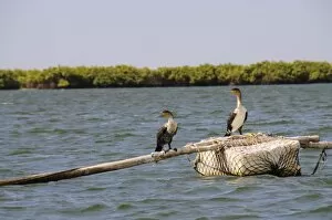 Images Dated 7th January 2009: Cormorants, Sine Saloum delta, Senegal, West Africa, Africa
