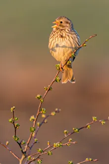 Bunting Prints: Corn bunting (Miliaria calandra) adult, calling, Kent, England, United Kingdom, Europe