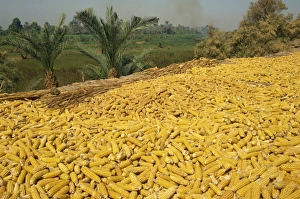 Corn on the cob drying on roof of a farm dwelling in Luxor, Egypt, North Africa, Africa