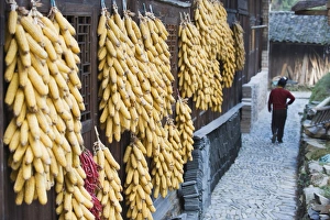Images Dated 12th November 2008: Corn decorating a house in Langde village, Guizhou Province, China, Asia